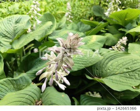 ギボウシの花穂 ギボウシの花穂 142665366