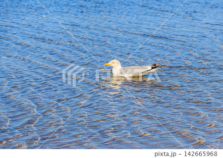Seagull swimming in the Baltic sea 142665968