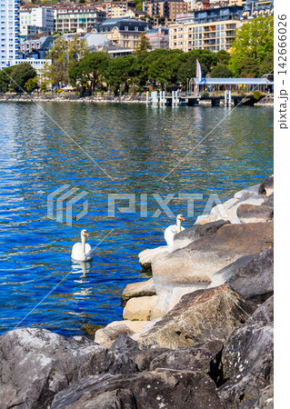 Pair of swans swimming on Lake Geneva in Montreux, Switzerland Pair of swans swimming on Lake Geneva in Montreux, Switzerland 142666026