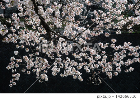 立川市 残堀川の桜 142666310