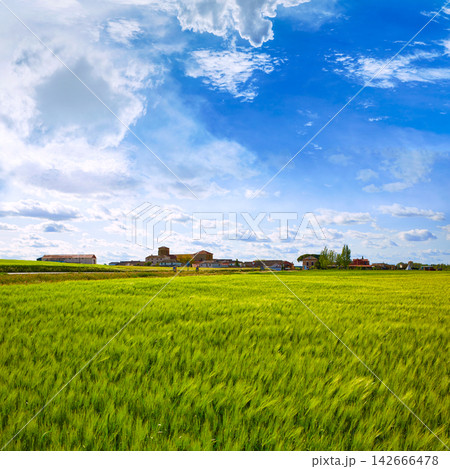 The Way of Saint James in Palencia cereal fields 142666478