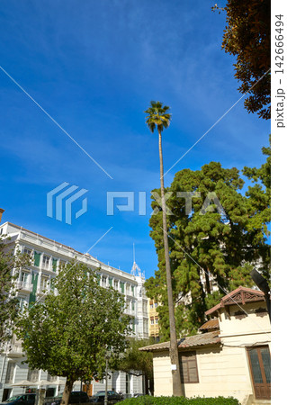 Valencia Parterre park high palm tree Spain 142666494