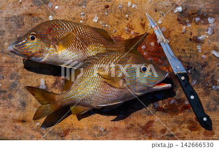 white grunt fish Haemulon plumieri 142666530