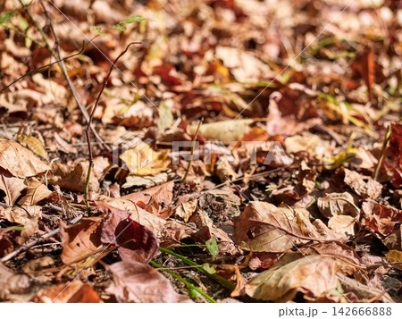 The ground was covered with fallen leaves 142666888