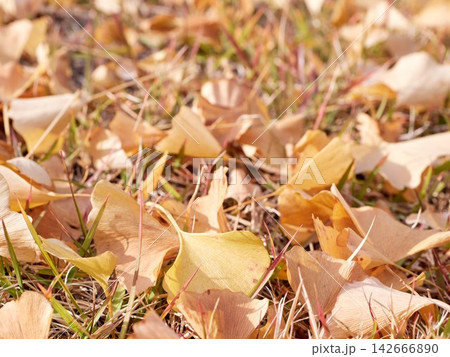 The ground was covered with fallen leaves The ground was covered with fallen leaves 142666890