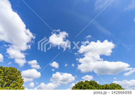 夏の青空と雲と樹木 夏の青空と雲と樹木 142666898