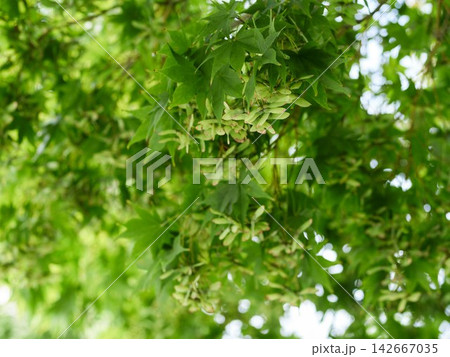 Green summer maple leaves with seeds Green summer maple leaves with seeds 142667035