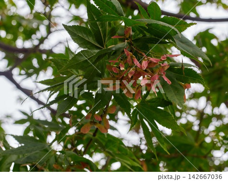 Green summer maple leaves with seeds 142667036
