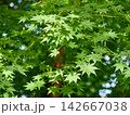 Green summer maple leaves with seeds 142667038