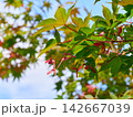 Green summer maple leaves with seeds 142667039