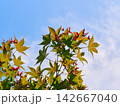 Green summer maple leaves with seeds 142667040