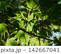 Green summer maple leaves with seeds 142667041