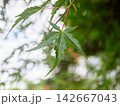 Green summer maple leaves with seeds 142667043