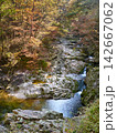 Red maple tree branches against the background of a flowing stream 142667062