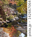 Red maple tree branches against the background of a flowing stream 142667064