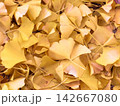 Fallen yellow ginkgo leaves on the ground in autumn 142667080