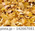 Fallen yellow ginkgo leaves on the ground in autumn 142667081