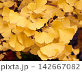 Fallen yellow ginkgo leaves on the ground in autumn 142667082