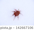 Red maple leaves on snow 142667106