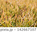 Low angle view of yellow withered autumn grass 142667107