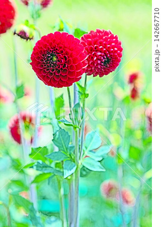 家の周りの草花 四季の色々 初夏の陽気に誘われてダリア園の花畑を赤や白色の美しい花が彩っていますきく 家の周りの草花 四季の色々 初夏の陽気に誘われてダリア園の花畑を赤や白色の美しい花が彩っていますきく 142667710