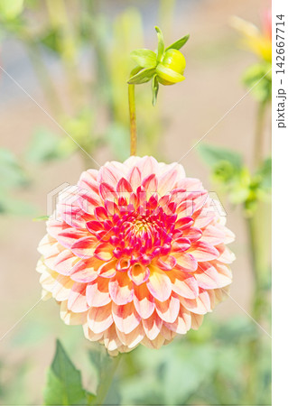 家の周りの草花　四季の色々　初夏の陽気に誘われてダリア園の花畑を赤や白色の美しい花が彩っていますきく 142667714