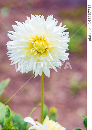 家の周りの草花 四季の色々 初夏の陽気に誘われてダリア園の花畑を赤や白色の美しい花が彩っていますきく 家の周りの草花 四季の色々 初夏の陽気に誘われてダリア園の花畑を赤や白色の美しい花が彩っていますきく 142667755