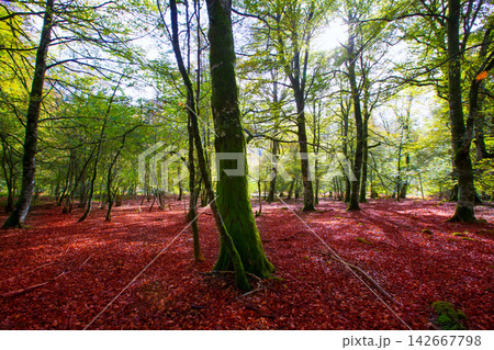 Autumn Selva de Irati beech jungle in Navarra Pyrenees Spain Autumn Selva de Irati beech jungle in Navarra Pyrenees Spain 142667798