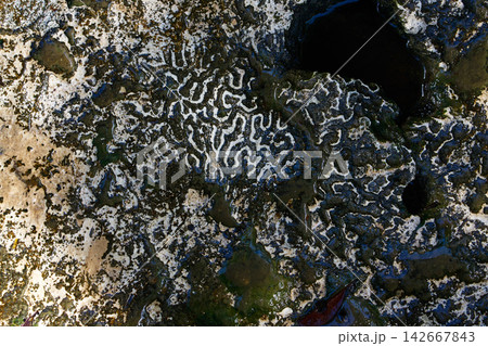 Brain coral stone detail in Riviera Maya Brain coral stone detail in Riviera Maya 142667843