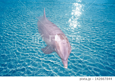 Dolphin in turquoise water photomount Dolphin in turquoise water photomount 142667844