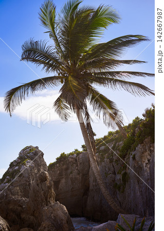 Tulum beach palm tree in Riviera Maya at Mayan Tulum beach palm tree in Riviera Maya at Mayan 142667987