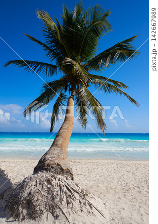 Tulum Caribbean beach in Riviera Maya 142667989