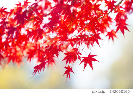 紅葉 紅葉 142668160