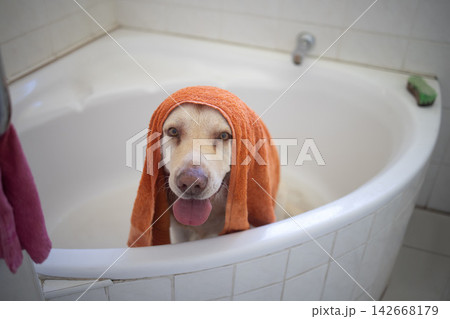 Portrait, dog and cleaning in bathroom in home for wellness, hygiene or health of animal in towel. Pet, face and wash labrador retriever in bathtub water for grooming hair or care of cute canine Portrait, dog and cleaning in bathroom in home for wellness, hygiene or health of animal in towel. Pet, face and wash labrador retriever in bathtub water for grooming hair or care of cute canine 142668179