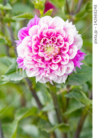 家の周りの草花 四季の色々 初夏の陽気に誘われてダリア園の花畑を赤や白色の美しい花が彩っていますきく 家の周りの草花 四季の色々 初夏の陽気に誘われてダリア園の花畑を赤や白色の美しい花が彩っていますきく 142668248