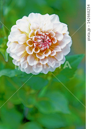 家の周りの草花　四季の色々　初夏の陽気に誘われてダリア園の花畑を赤や白色の美しい花が彩っていますきく 142668254