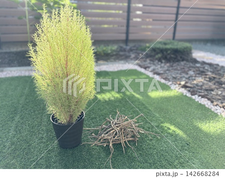 人工芝の庭に置かれた色鮮やかなコキアと老朽化した植物のの根っこ 142668284