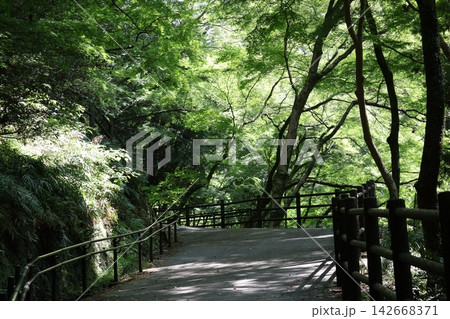 こもれ陽感じる緑のもみじの樹々の森と遊歩道のある山の中の風景 142668371