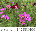 色鮮やかなピンクと赤紫のコスモスが咲き誇る秋の花畑 142668400