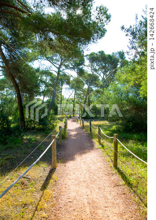 Mediterranan pine forest track in Menorca Cala Macarella Mediterranan pine forest track in Menorca Cala Macarella 142668424