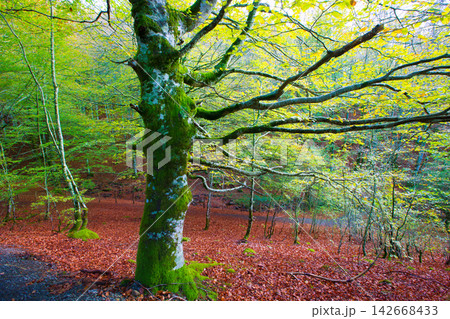 Autumn Selva de Irati beech jungle in Navarra Pyrenees Spain Autumn Selva de Irati beech jungle in Navarra Pyrenees Spain 142668433