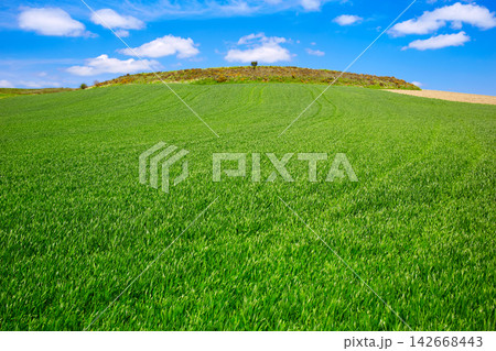 Cereal fields by The Way of Saint James in Castilla 142668443