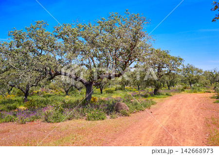 Via de la Plata way to Santiago Dehesas of Spain 142668973