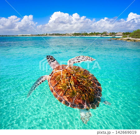 Akumal beach turtle photomount Riviera Maya Akumal beach turtle photomount Riviera Maya 142669019