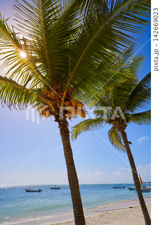 Akumal coconut palm tree beach Riviera Maya 142669023