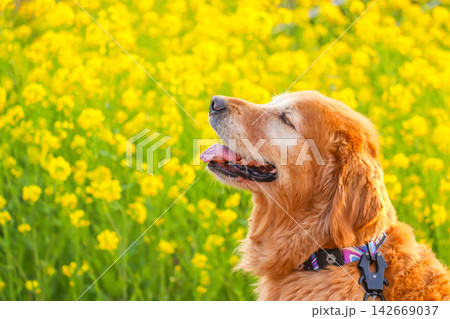 菜の花畑でお座りするゴールデンレトリーバー 142669037