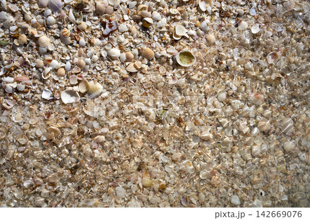 Holbox beach shells sand Mexico Holbox beach shells sand Mexico 142669076