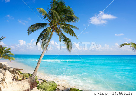 Playa del Carmen beach palm trees Mexico Playa del Carmen beach palm trees Mexico 142669118