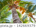 Tropical coconut palm trees in Caribbean 142669379