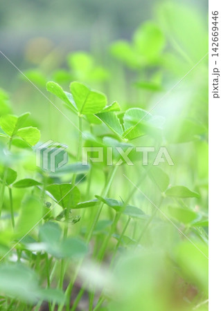 癒しの空間 癒しの空間 142669446